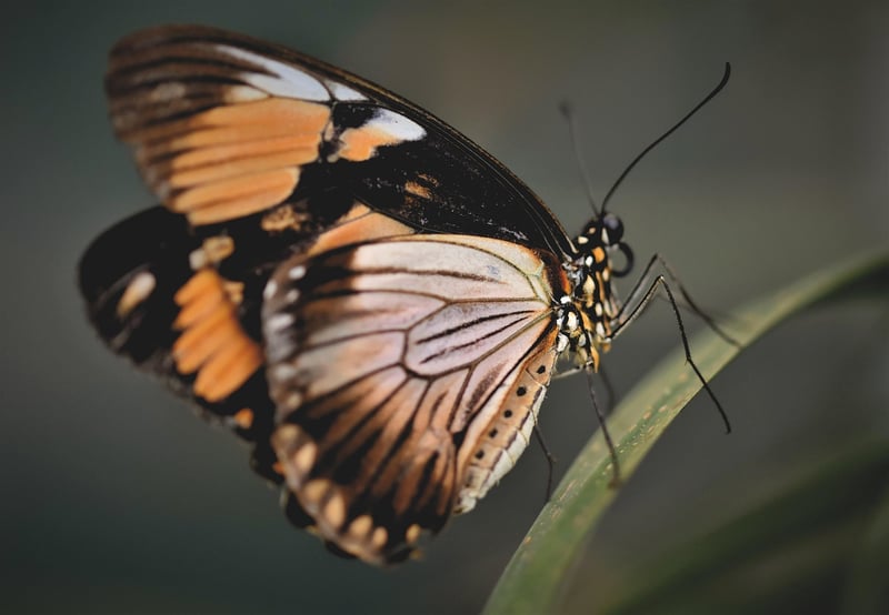 Butterfly effect